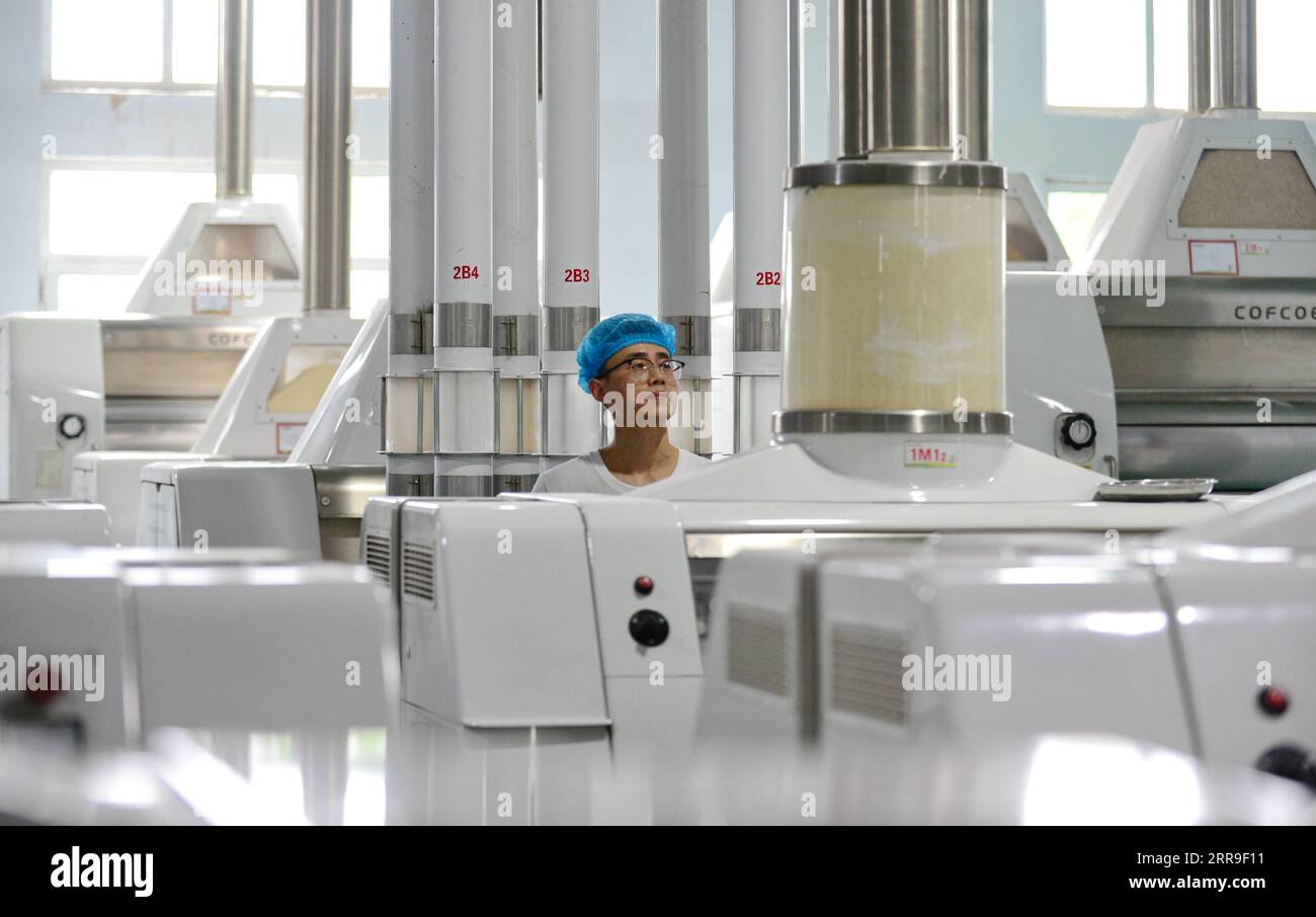 210613 -- XINGTAI, June 13, 2021 -- A staff member works on the production line of a local noodle factory in Xingtai, north China s Hebei Province, June 9, 2021. With the summer wheat harvest underway, farmers in north China s Xingtai have been busy in the fields to reap the year s premium grains. In Xingtai, a total of 65 farmers have joined the Jinshahe specialized cooperative that provides them with technical guidance in crop harvesting. The cooperative will sell freshly harvested crops to a local noodle factory where staple products are made and sold to customers.  CHINA-HEBEI-XINGTAI-WHEA Stock Photo