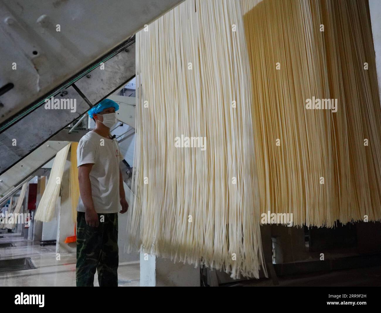210613 -- XINGTAI, June 13, 2021 -- A staff member works on the production line of a local noodle factory in Xingtai, north China s Hebei Province, June 9, 2021. With the summer wheat harvest underway, farmers in north China s Xingtai have been busy in the fields to reap the year s premium grains. In Xingtai, a total of 65 farmers have joined the Jinshahe specialized cooperative that provides them with technical guidance in crop harvesting. The cooperative will sell freshly harvested crops to a local noodle factory where staple products are made and sold to customers.  CHINA-HEBEI-XINGTAI-WHEA Stock Photo