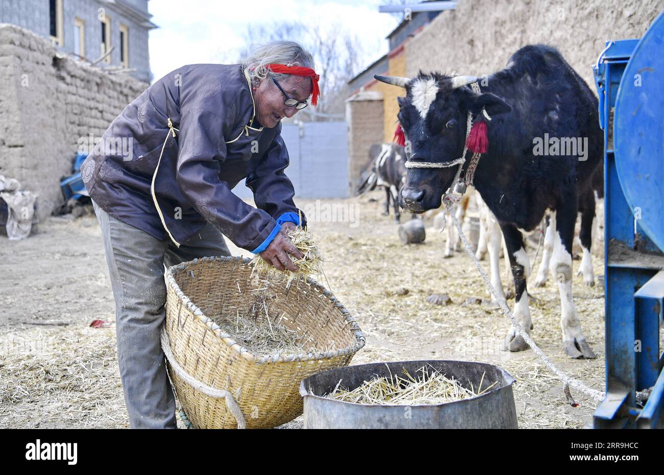 210617 -- LHASA, June 17, 2021 -- Sonam feeds his cattle at Xaga Village, Ema Township, Namling County, Xigaze City of southwest China s Tibet Autonomous Region, April 18, 2021. Sonam, 86, a resident of Xaga Village, started to do hard labor when he was 13 at a local manor, where, apart from babysitting the manor owner s children, he had to graze animals during the day and keep them fed over the night. He himself, however, did not have adequate food and clothing, and was forced to sleep with the animals at the sheepfold. I had been verbally and physically abused so often that I simply went num Stock Photo