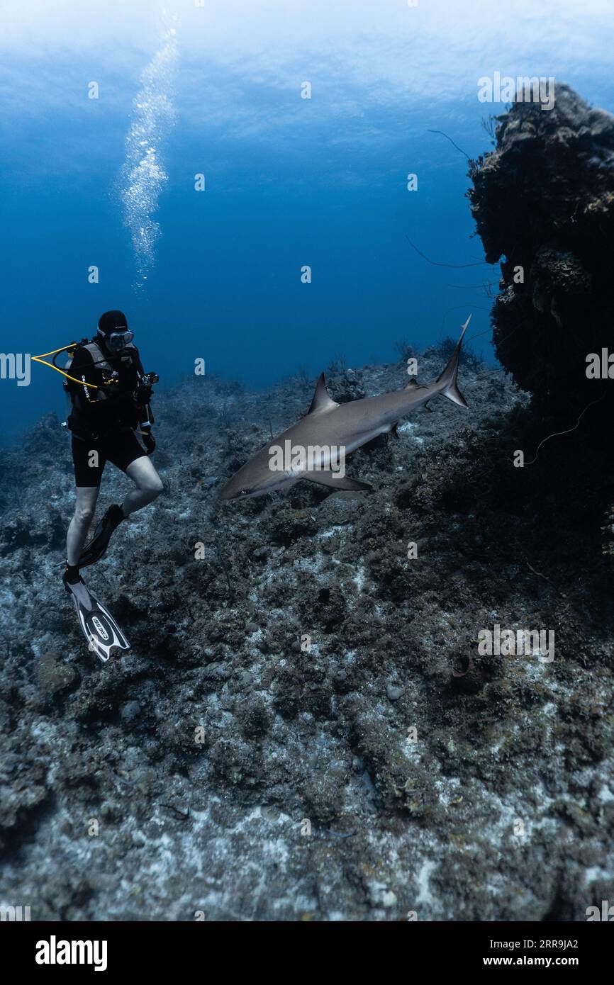 Shark and Human Interaction Stock Photo