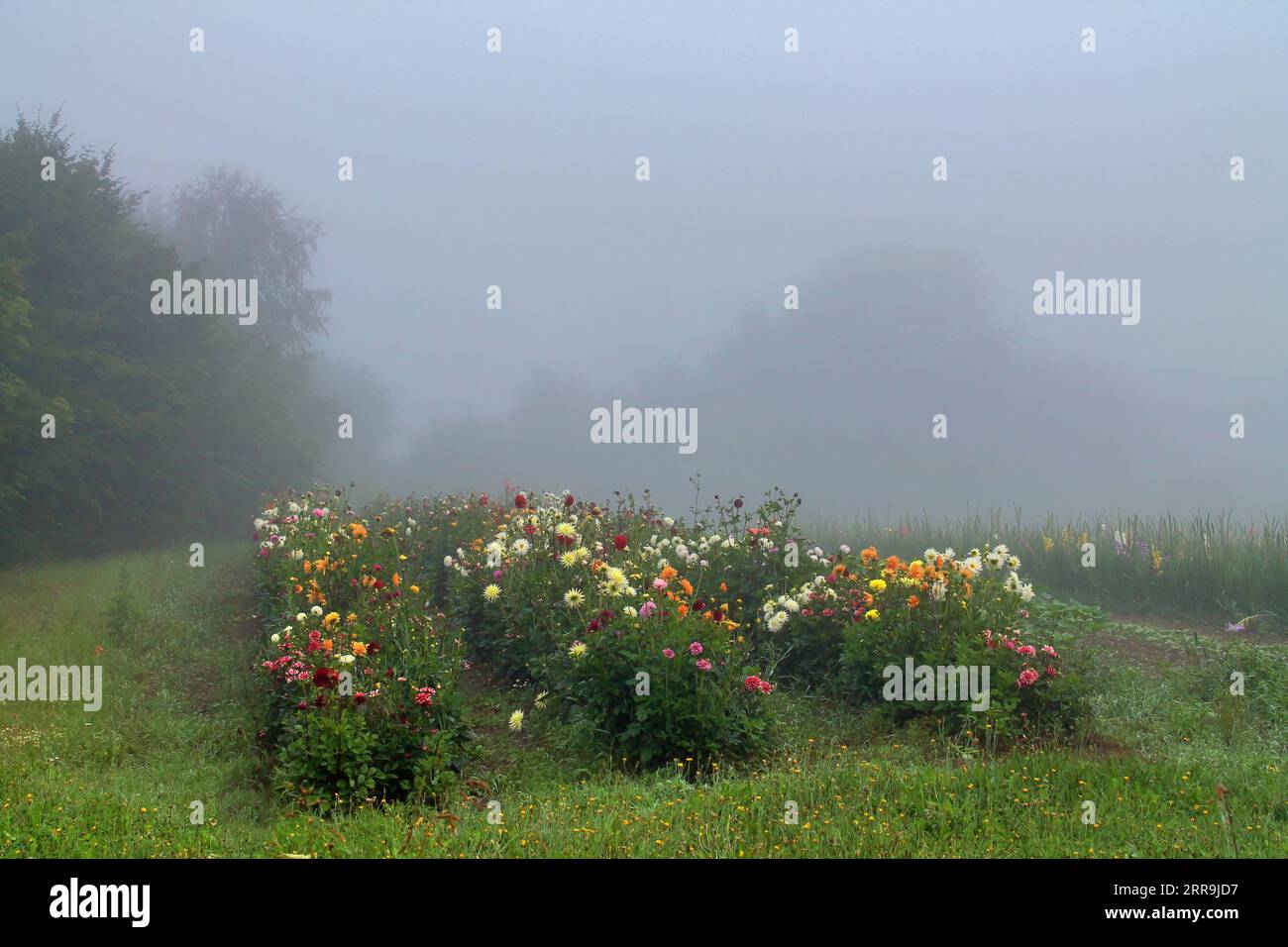 View Of An Agriculturally Used Field With Green Grass Stock Photo