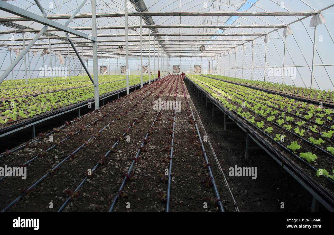 A scenic view of green crops in a greenhouse Stock Photo - Alamy