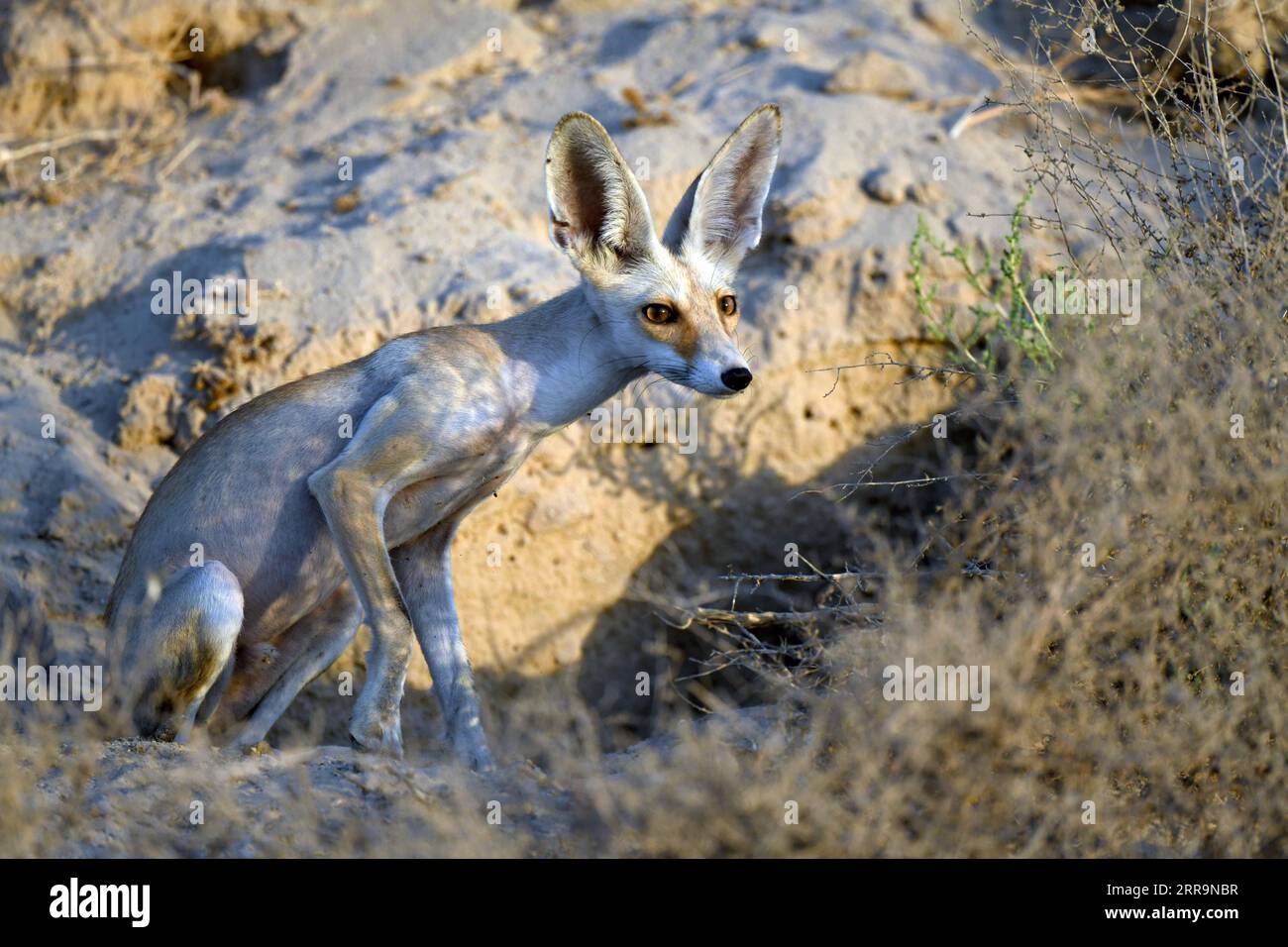 Arabian red fox hi-res stock photography and images - Alamy