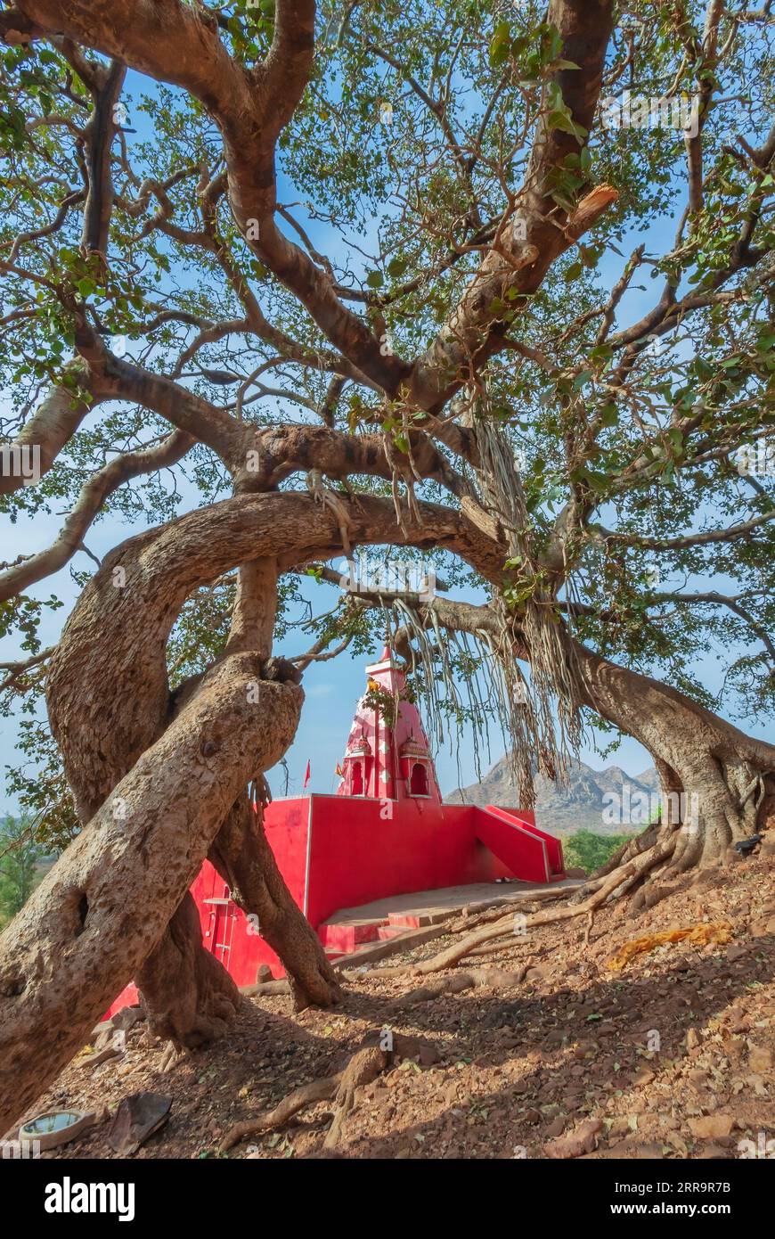 Buddhist temple, red colors, tree. India Stock Photo - Alamy