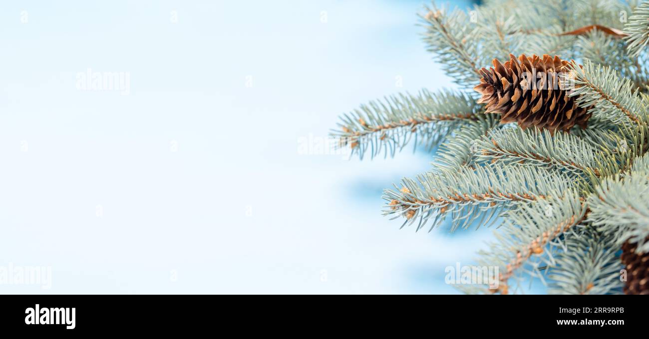 Christmas fir tree branch over blue background with space for greetings ...