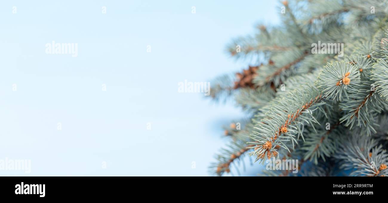 Christmas fir tree branch over blue background with space for greetings ...