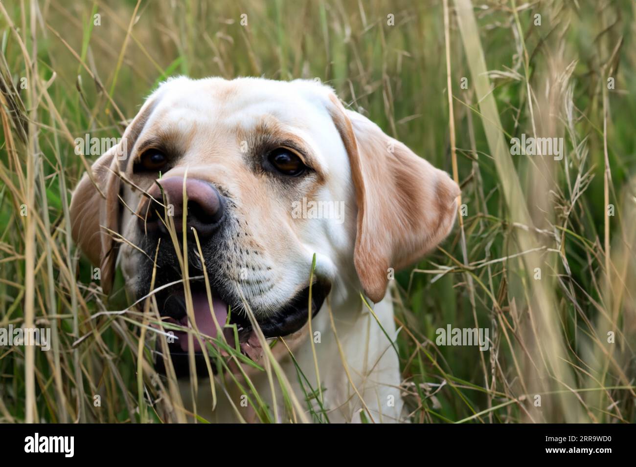 portrait of labrador dog in field of tall grass Stock Photo
