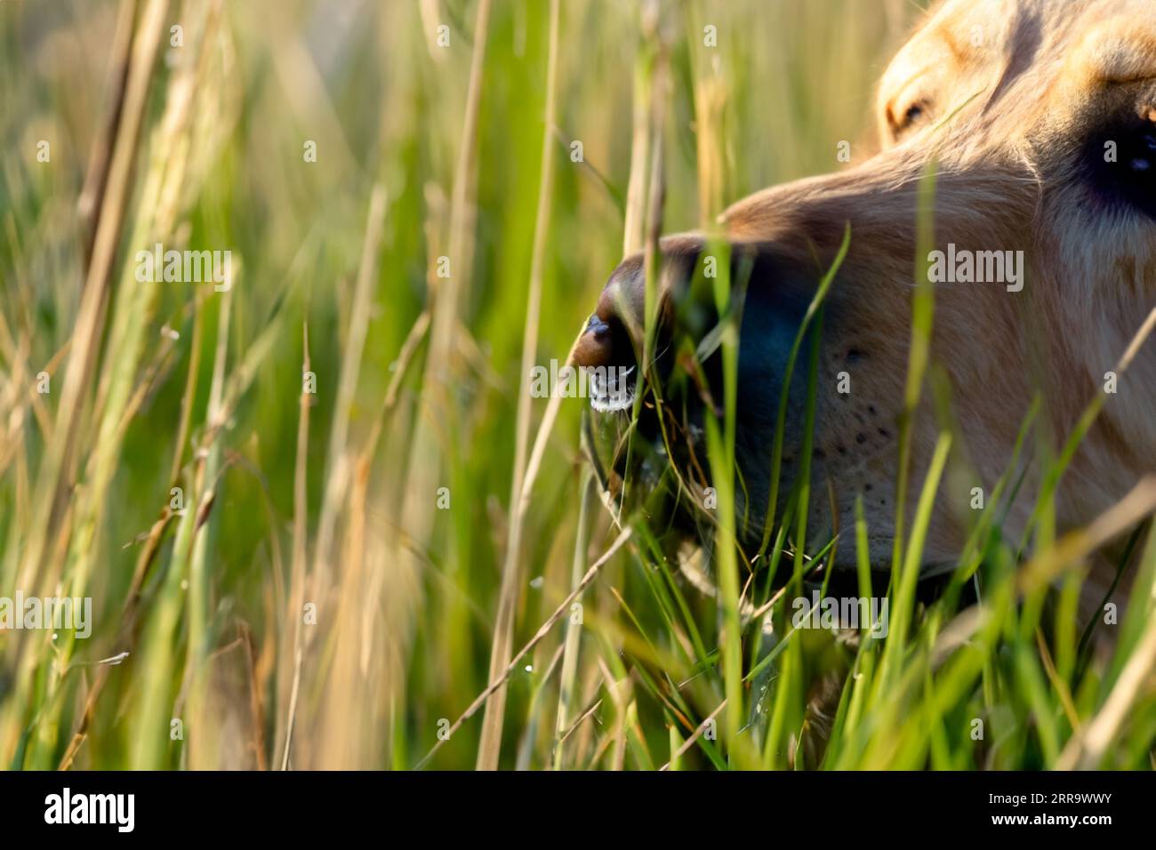 portrait of labrador dog in field of tall grass Stock Photo