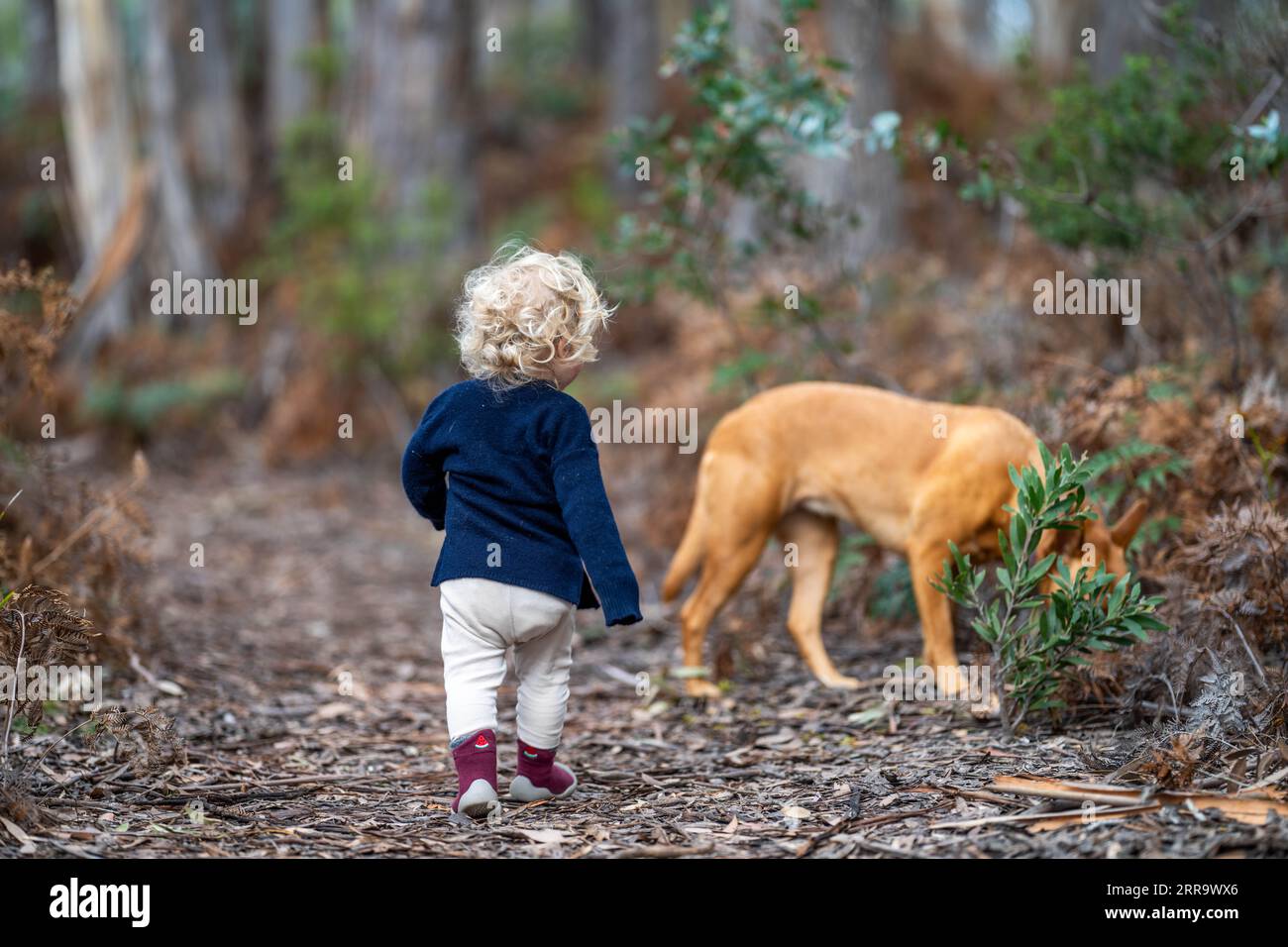 Girl walking dog america hi-res stock photography and images - Alamy