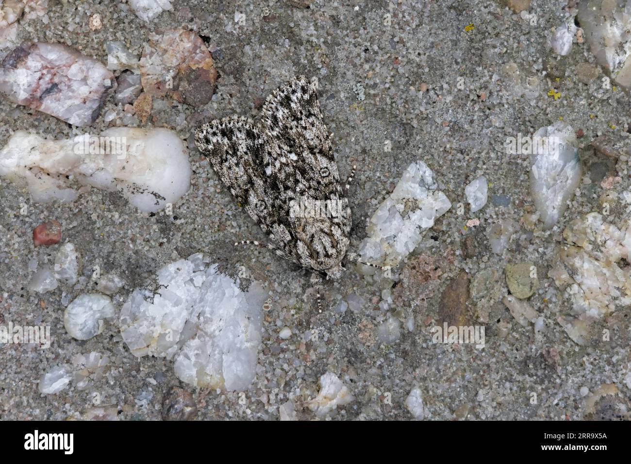Knot Grass Moth on Skokholm Pembrokeshire wales Stock Photo