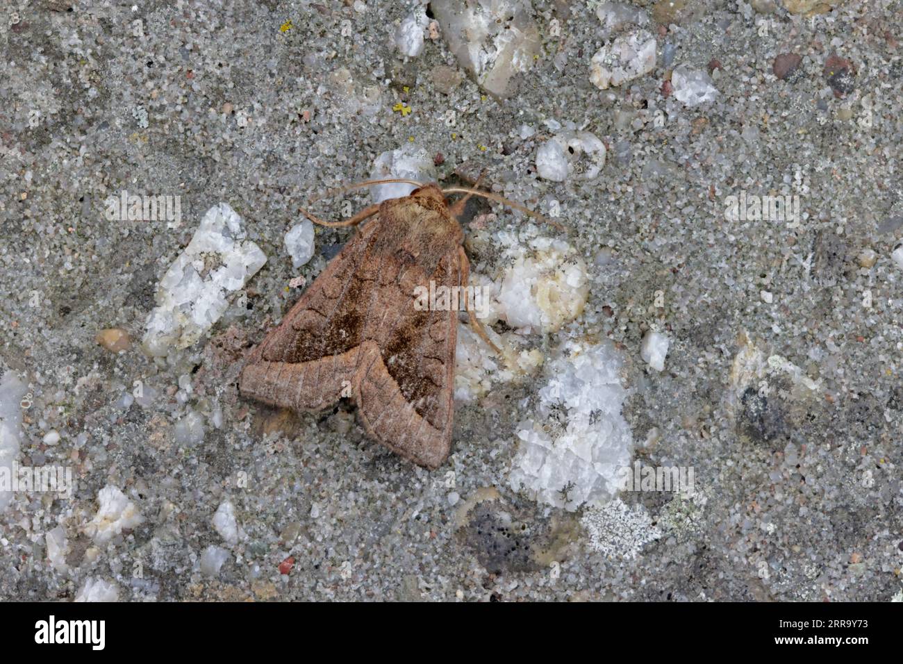 Rosy Rustic Moth on Skokholm Pembrokeshire wales Stock Photo