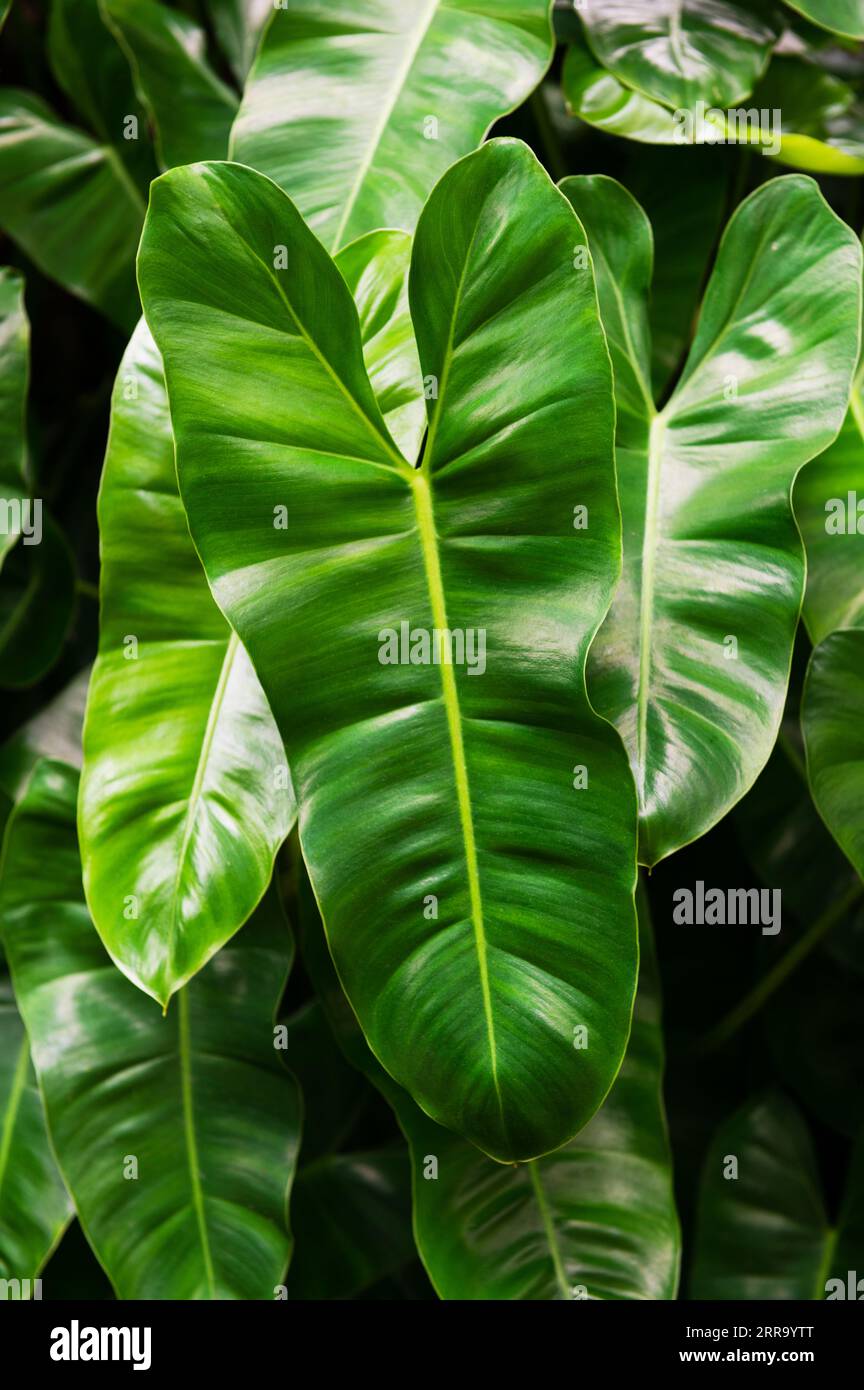 Glossy green leaves of the Philodendron BurleMarx plant Stock Photo