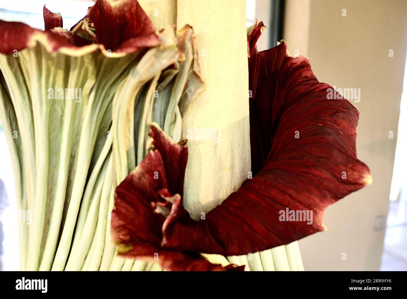 Rotten flesh odor hi-res stock photography and images - Alamy