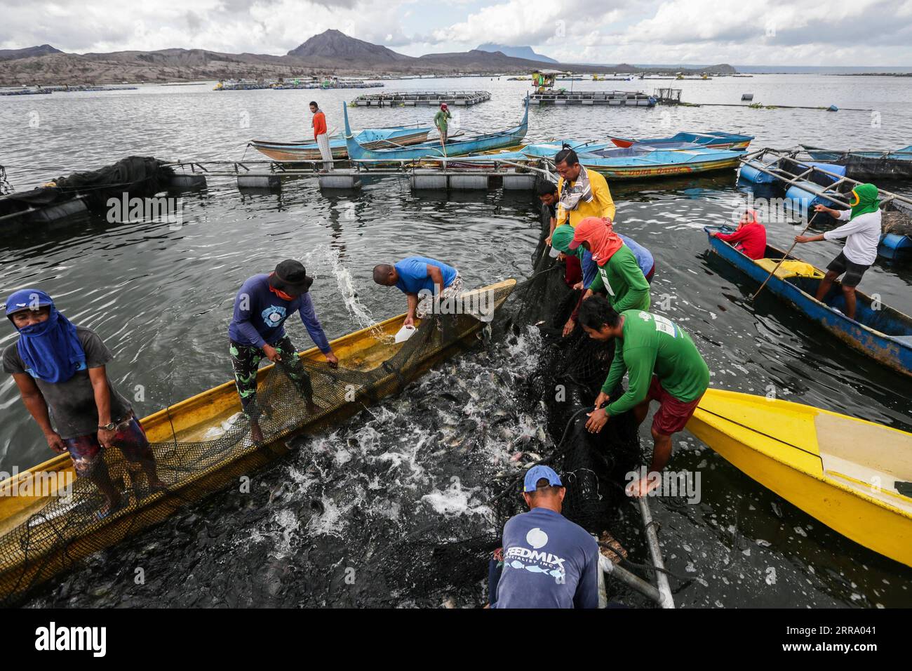 210708 BATANGAS, July 8, 2021 Fishermen collect tilapia fish near Taal volcano island in