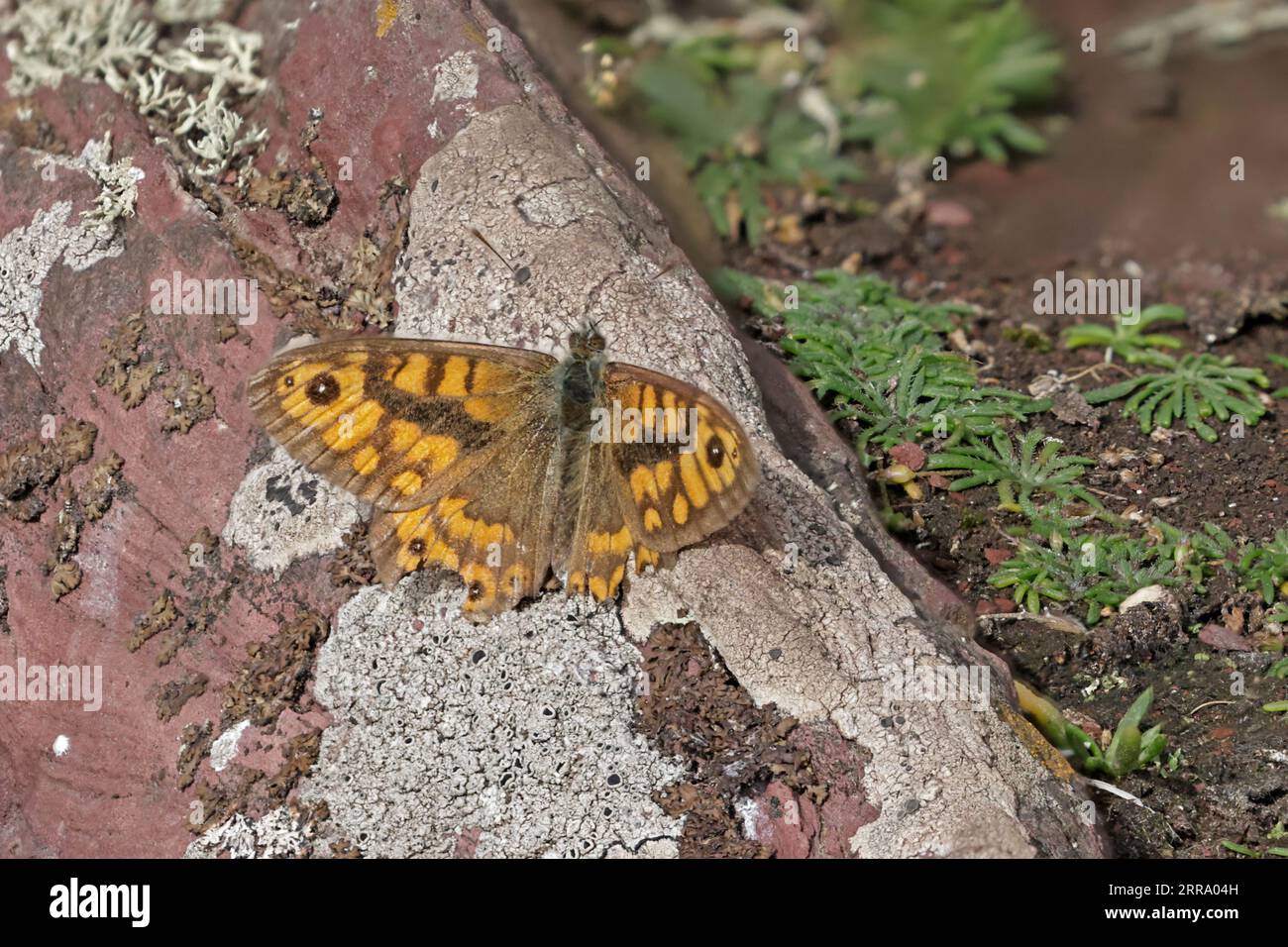 Wall Butterfly on Skokholm Pembrokeshire wales Stock Photo