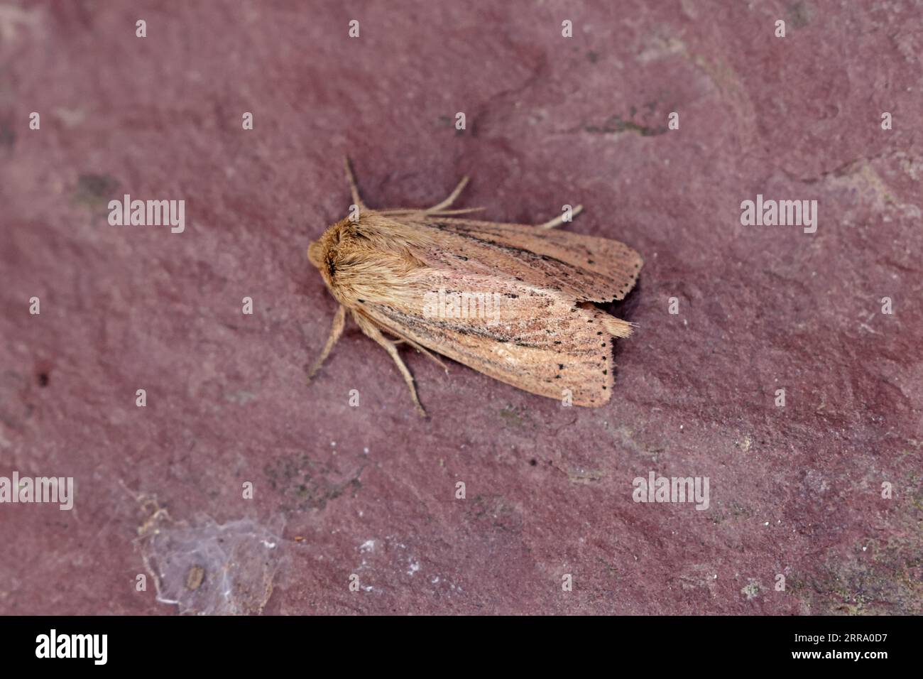 Webb's Wainscot Moth on Skokholm Pembrokeshire wales Stock Photo