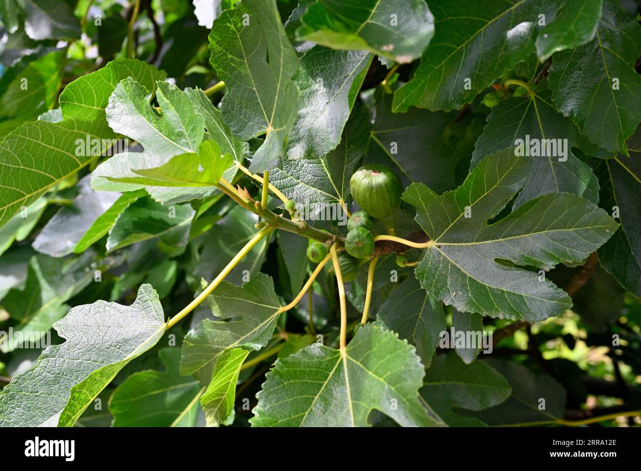 Fig tree (Ficus carica) growing with young fruit Stock Photo