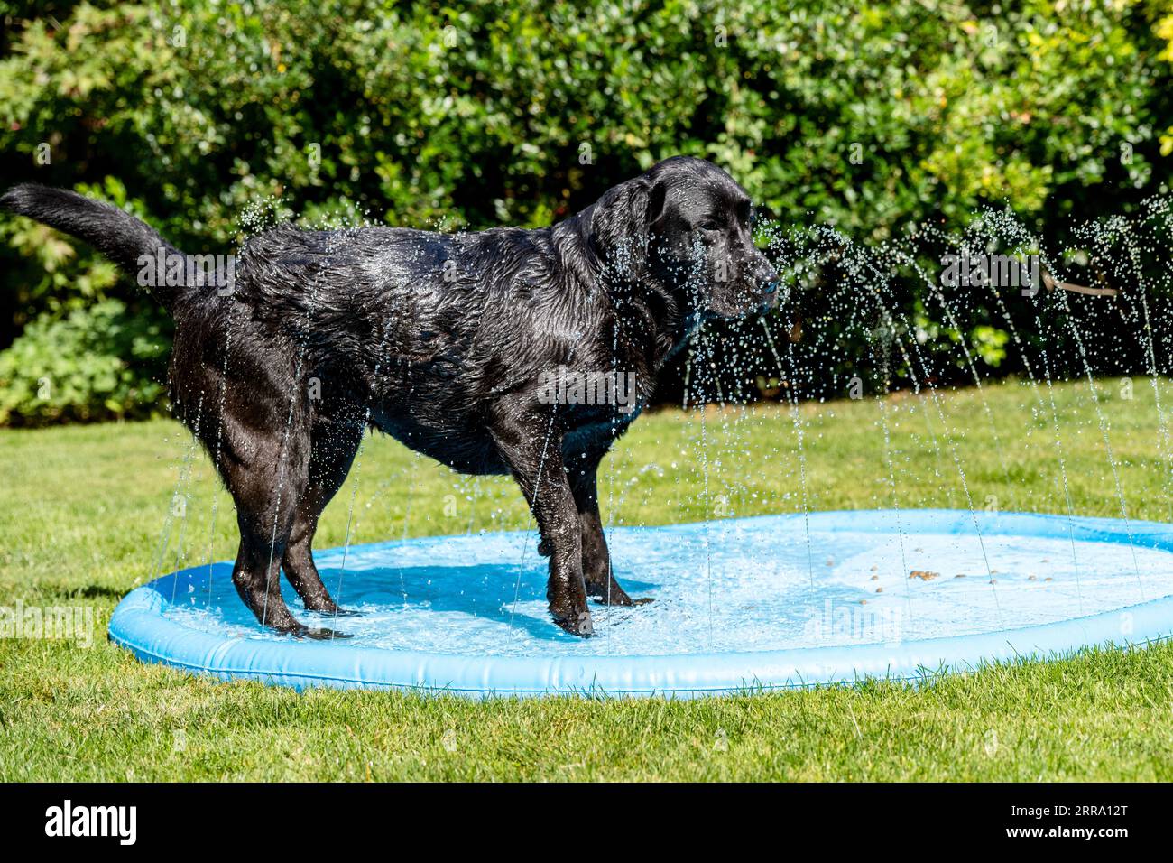 Hot Weather. 2 yr old Black Labrador Olive takes a cooling down shower