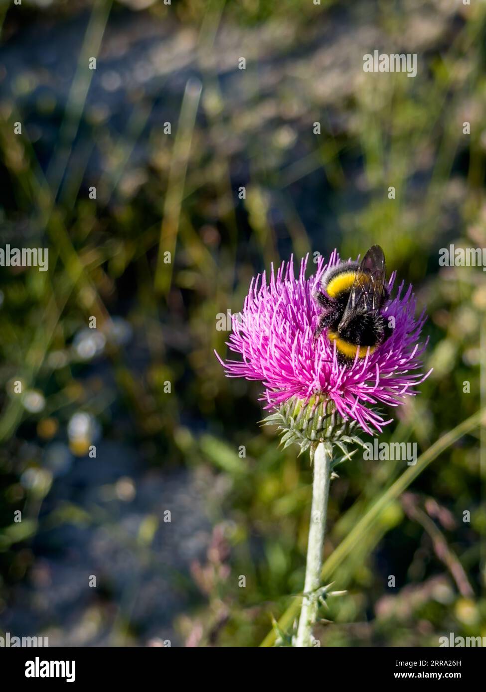 Bumblebee collecting pollen and flower nectar on a purple flower. High quality photo Stock Photo