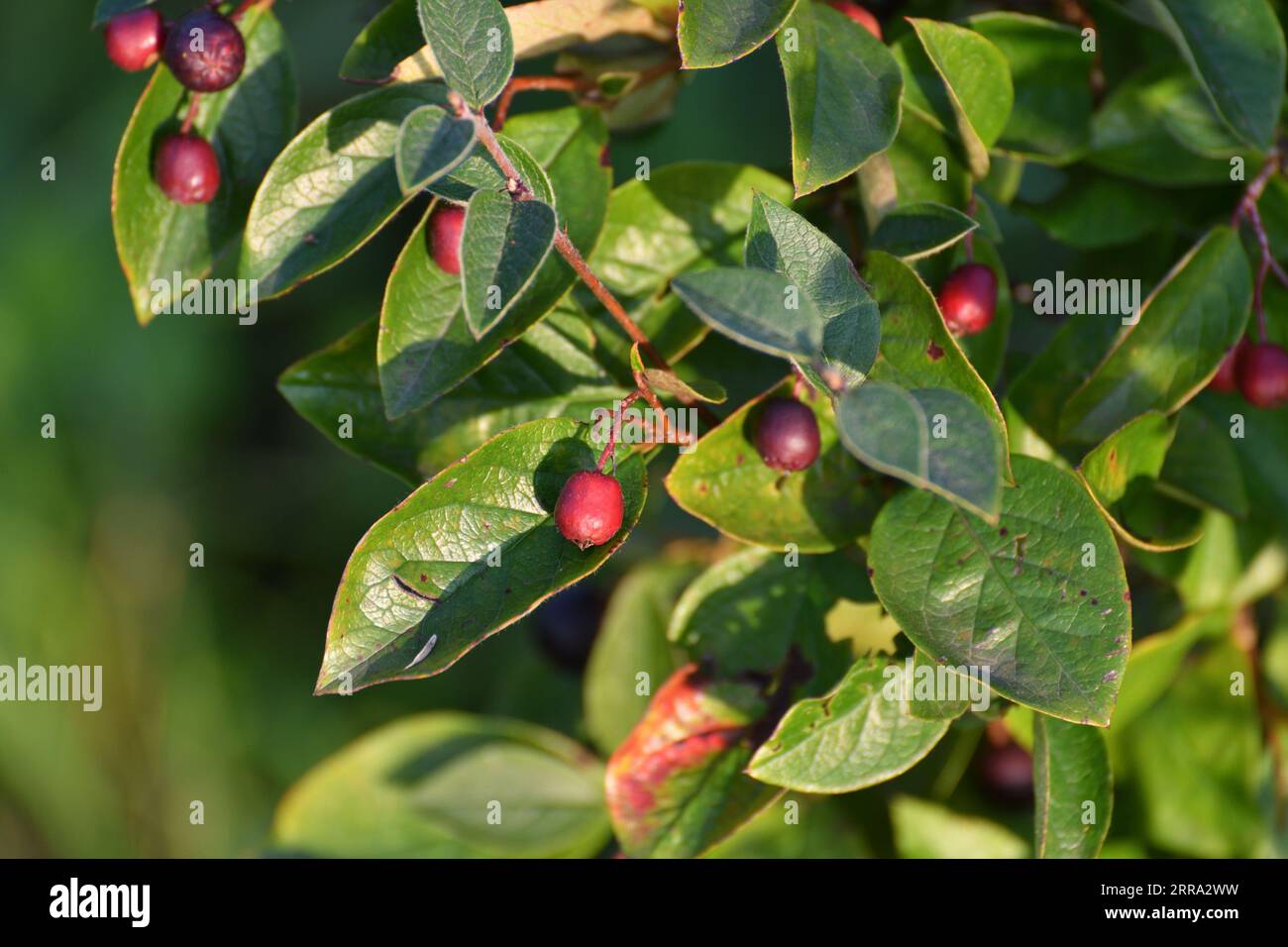 Cotoneaster - ornamental deciduous shrub with berries, used in a landscape design Stock Photo