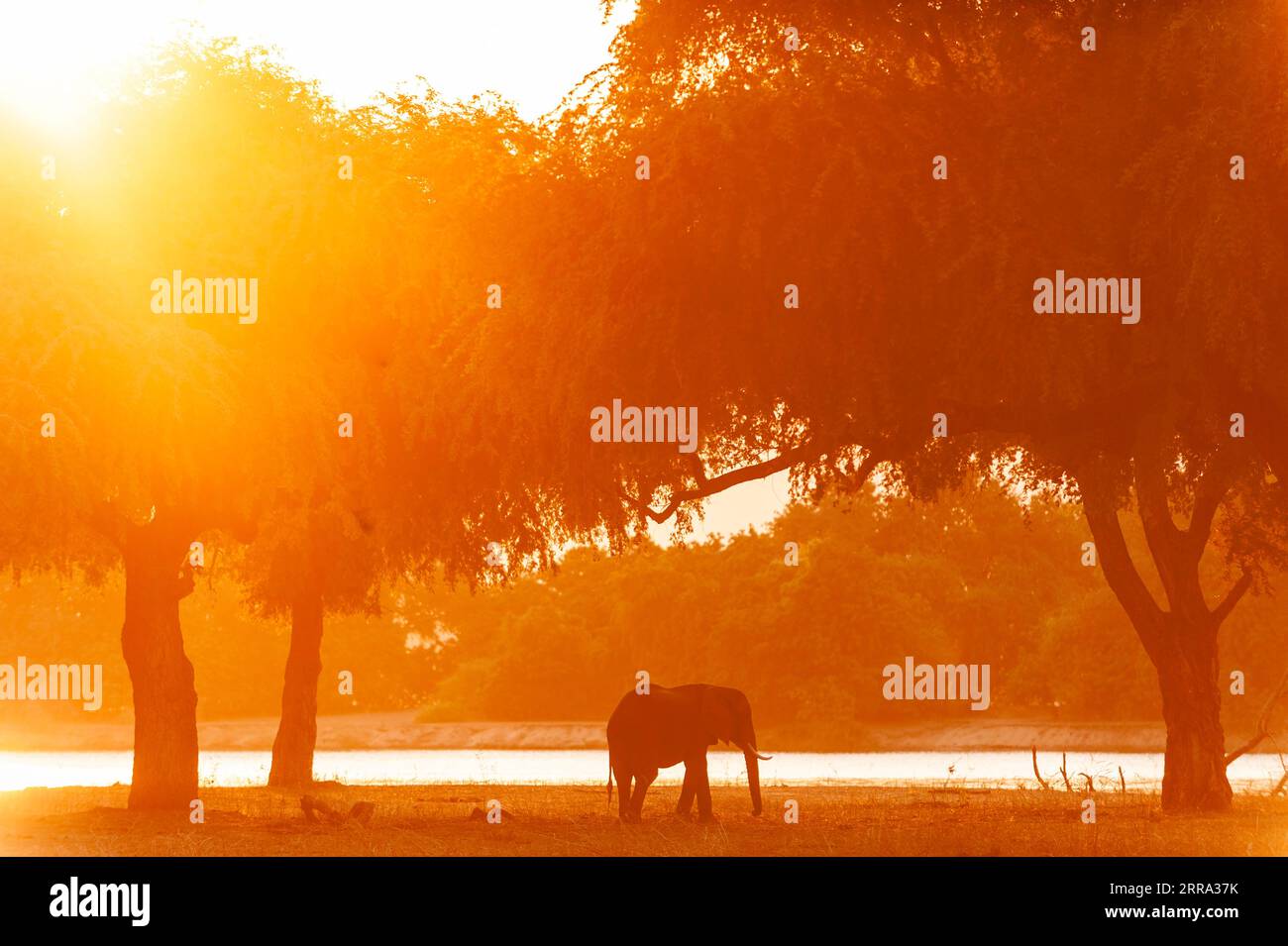 African elephant, Loxodonta africana are seen in a golden sunset with Faidherbia albida trees in Zimbabwe's Mana Pools National Park. Stock Photo