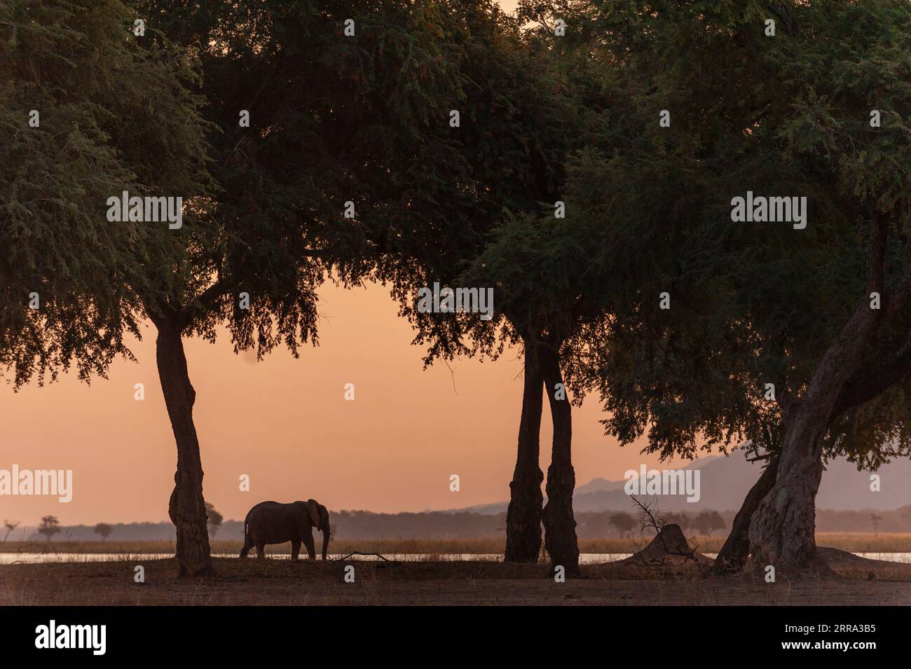 African elephant, Loxodonta africana are seen in a golden sunset with Faidherbia albida trees in Zimbabwe's Mana Pools National Park. Stock Photo