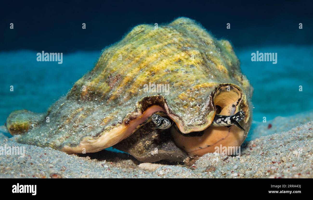 The eye stalks of a queen conch (Lobatus gigas) emerge from the animal