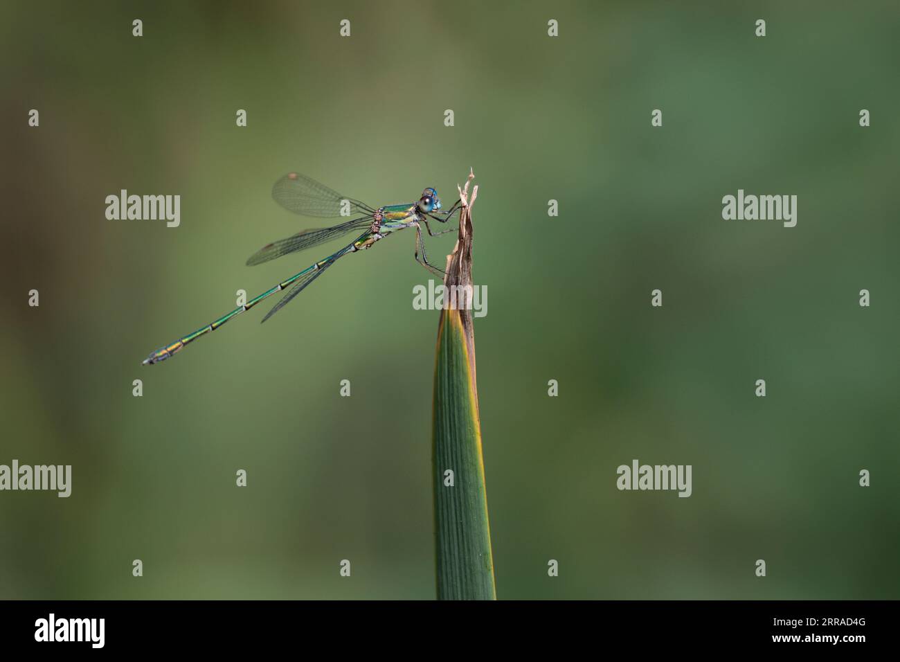 Emerald damselfly Lestes sponsa, metalic green and brown body brown wing spots blue and brown eyes perched on pond vegetation copy space Stock Photo