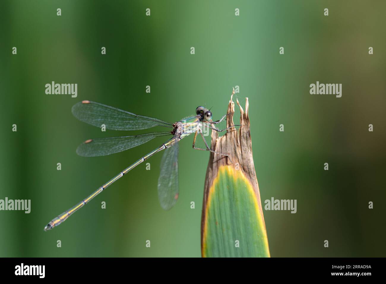Emerald damselfly Lestes sponsa, metalic green and brown body brown wing spots blue and brown eyes perched on pond vegetation copy space Stock Photo
