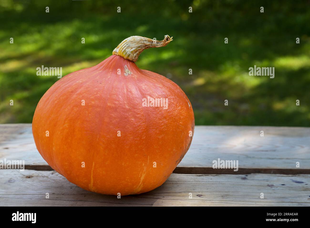 Freshly harvested red kuri squash or Hokkaido pumpkin or on a wooden garden table, healthy seasonal vegetable in summer and autumn, copy space, select Stock Photo