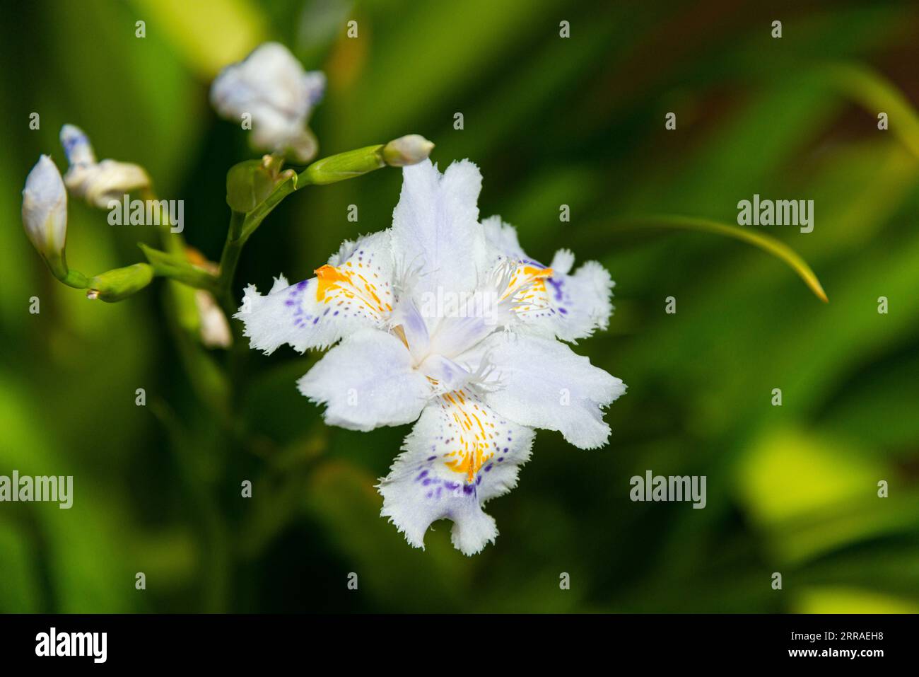 The flower of a Iris wattii Stock Photo