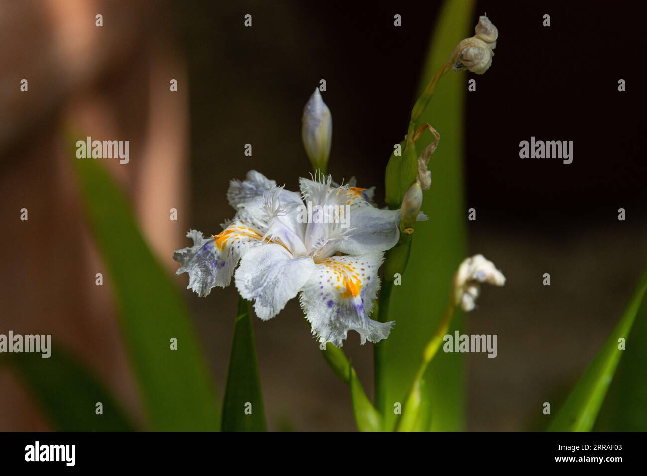 The flower of a Iris wattii Stock Photo