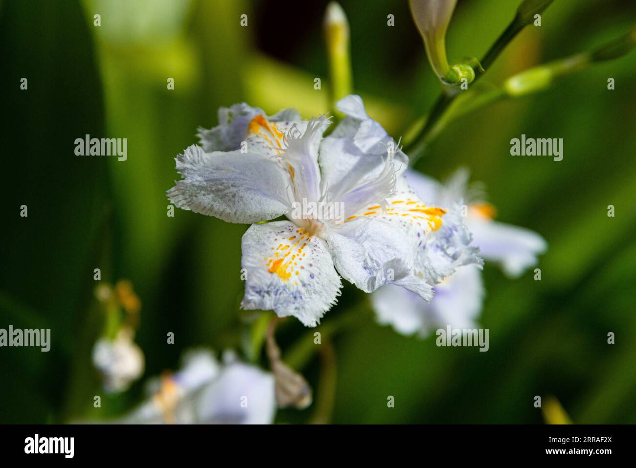 The flower of a Iris wattii Stock Photo