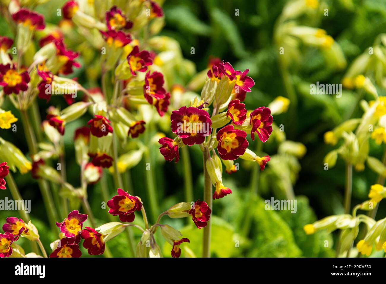 A red cowslip (Primula) Stock Photo