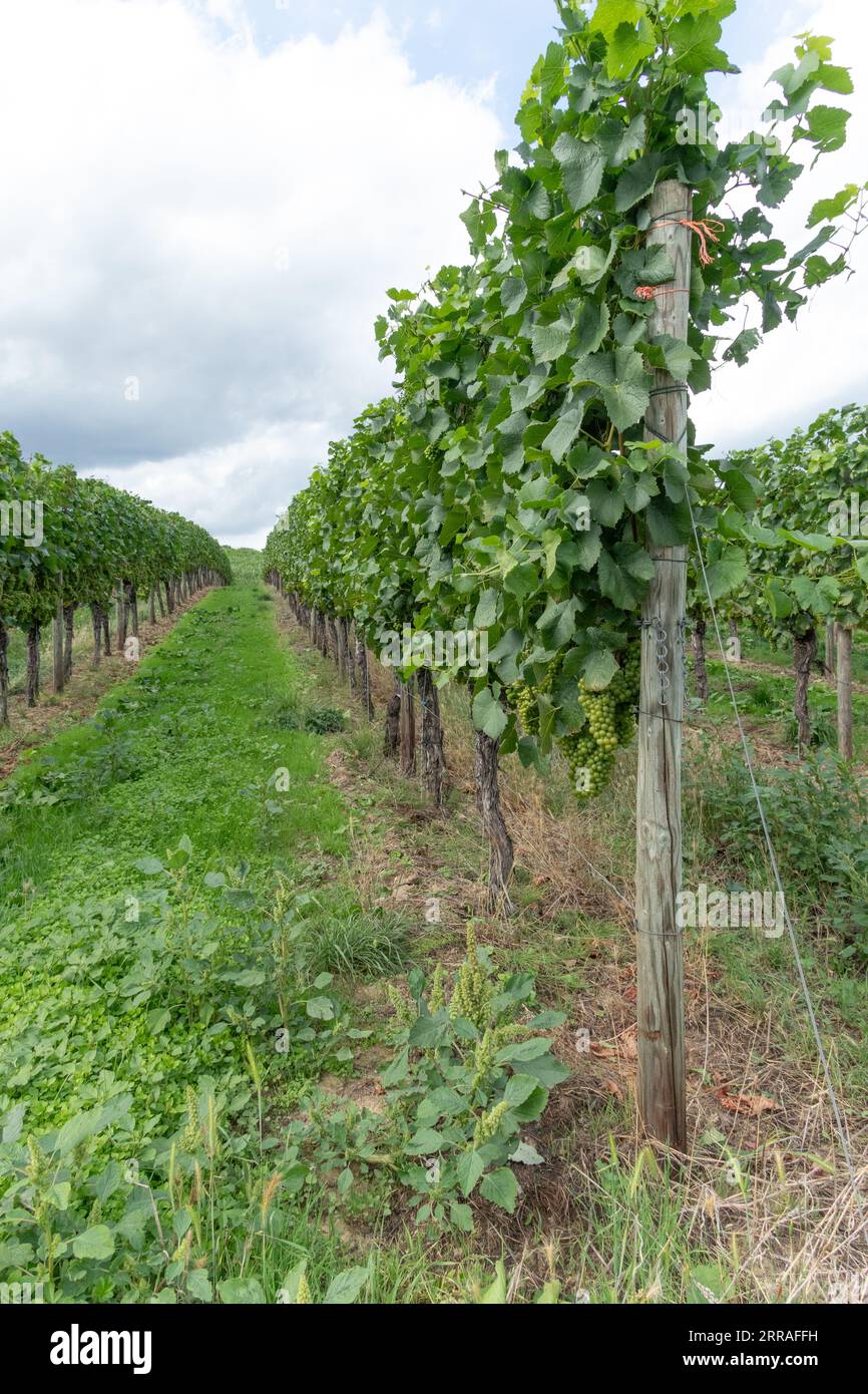 Grapes growing in commercial vineyards on the banks of the Rhine, near Bacharach, Germany Stock Photo