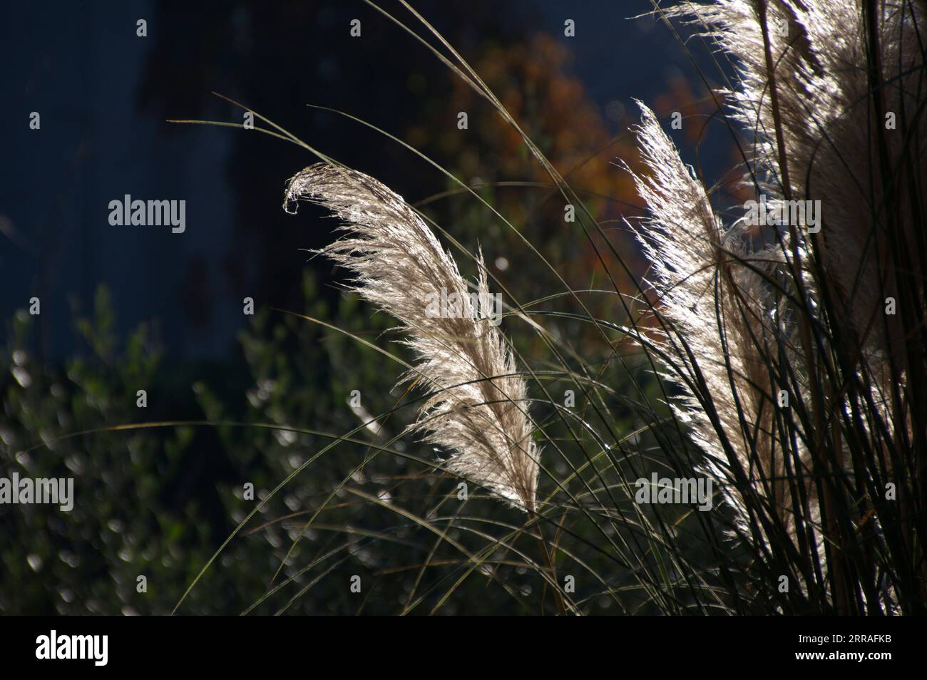 Erba della pampa immagini e fotografie stock ad alta risoluzione - Alamy