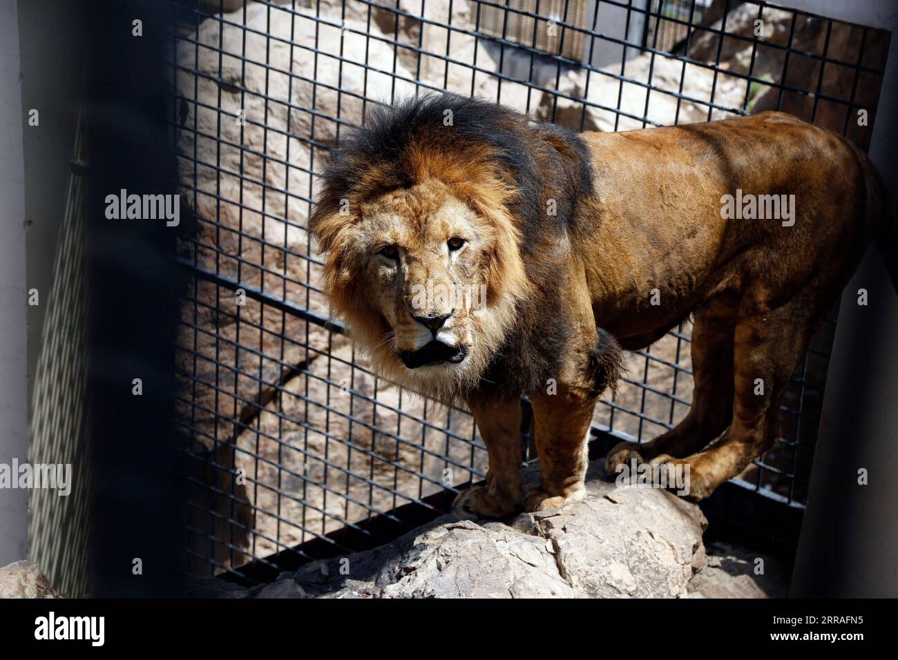 Rampant animals hi-res stock photography and images - Alamy