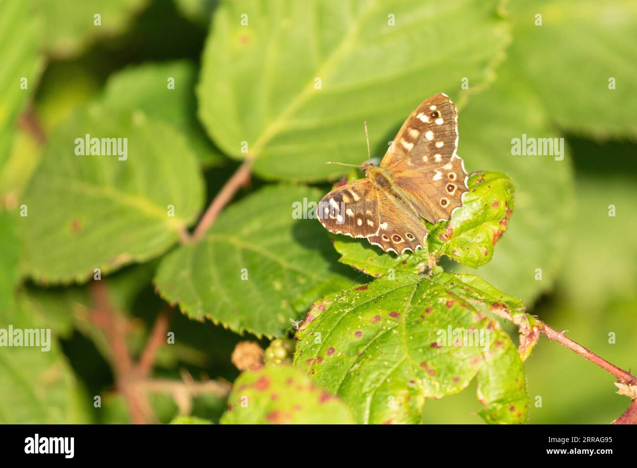 A Speckled wood (Pararge aegeria) butterfly rests on a blackberry leaf in Saddleworth, Oldham, UK Stock Photo