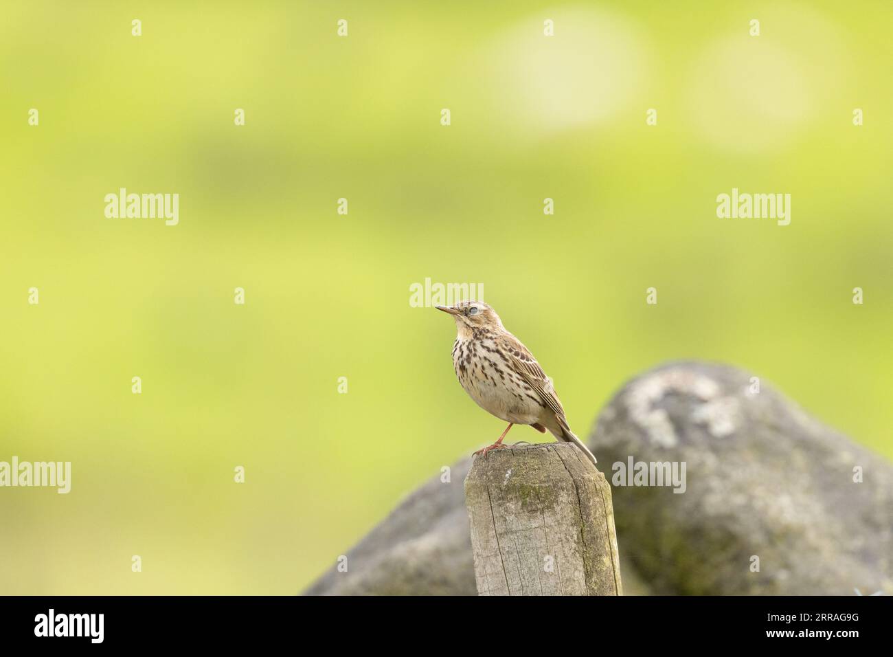 A meadow pipit (Anthus pratensis) perches on a fence post in Saddleworth, Oldham, UK Stock Photo