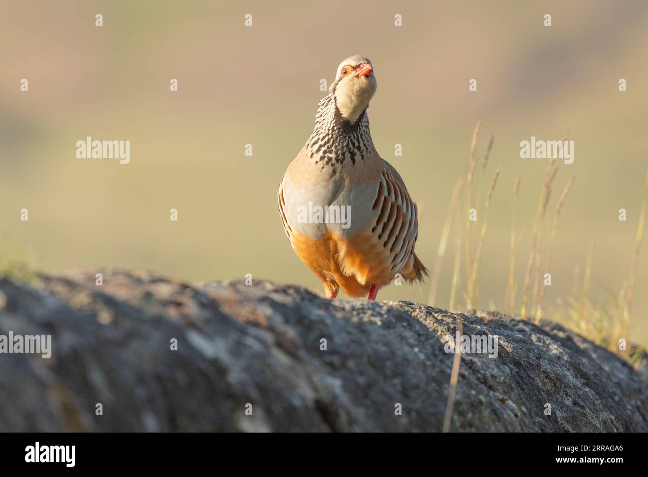 A red-legged partridge (Alectoris rufa) stands on a stone wall. Stock Photo