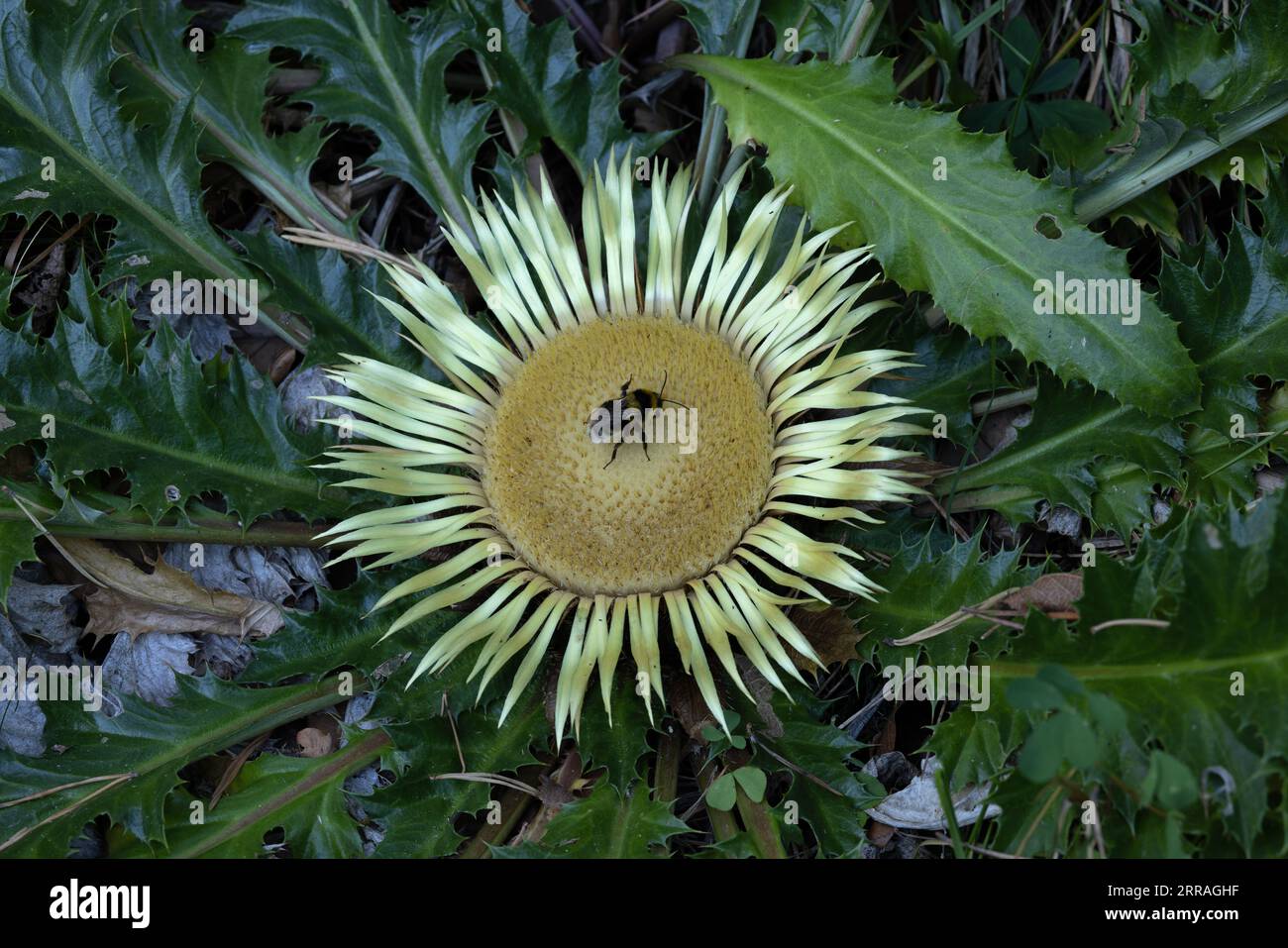 Stemless Carline Thistle (Carlina acaulis) Pyrenees Spain ES August 2023  with Garden bumblebee (Bombus hortorum) Stock Photo