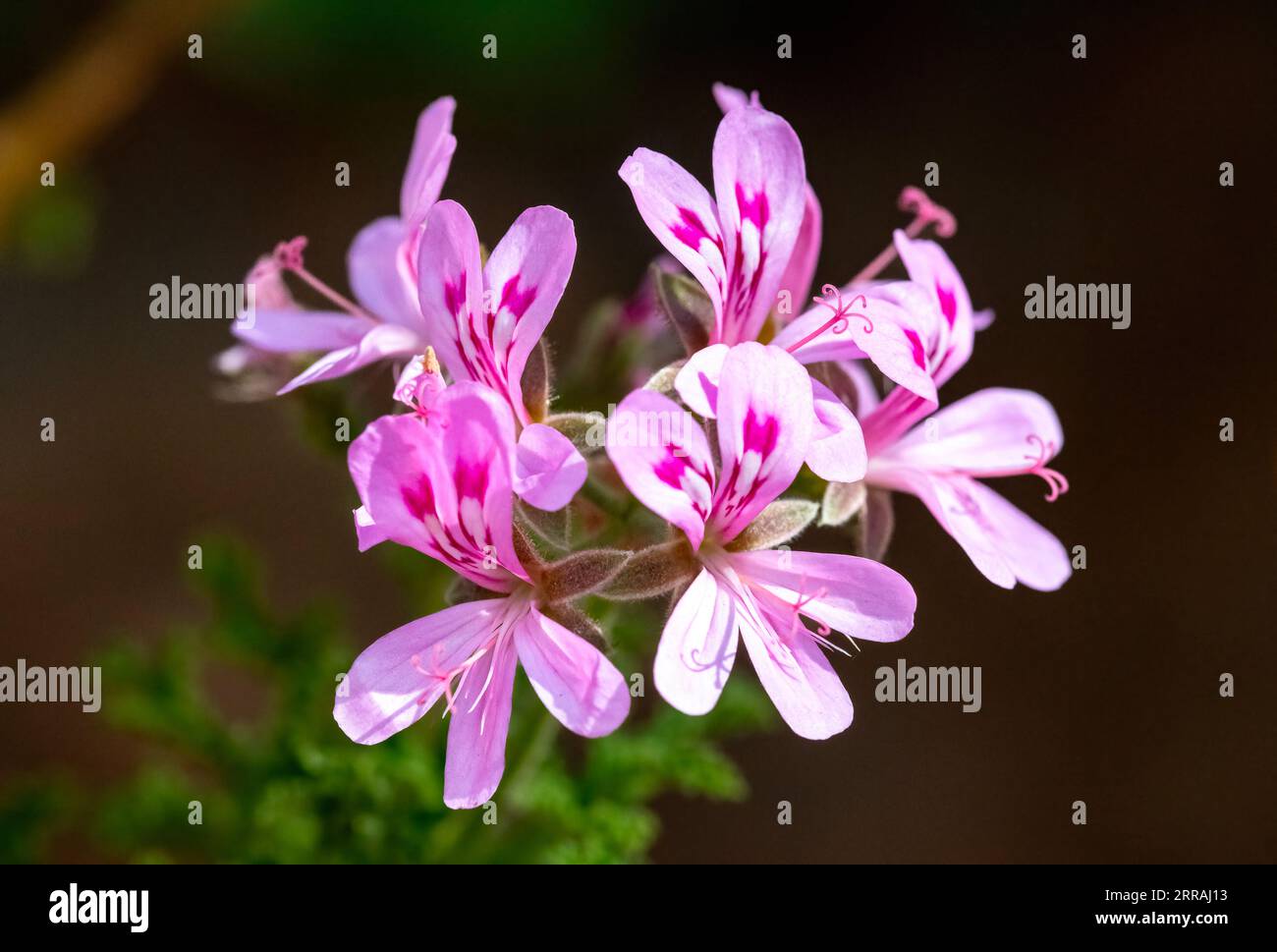 Pelargonium flowers (Pelargonium crispum). Stock Photo