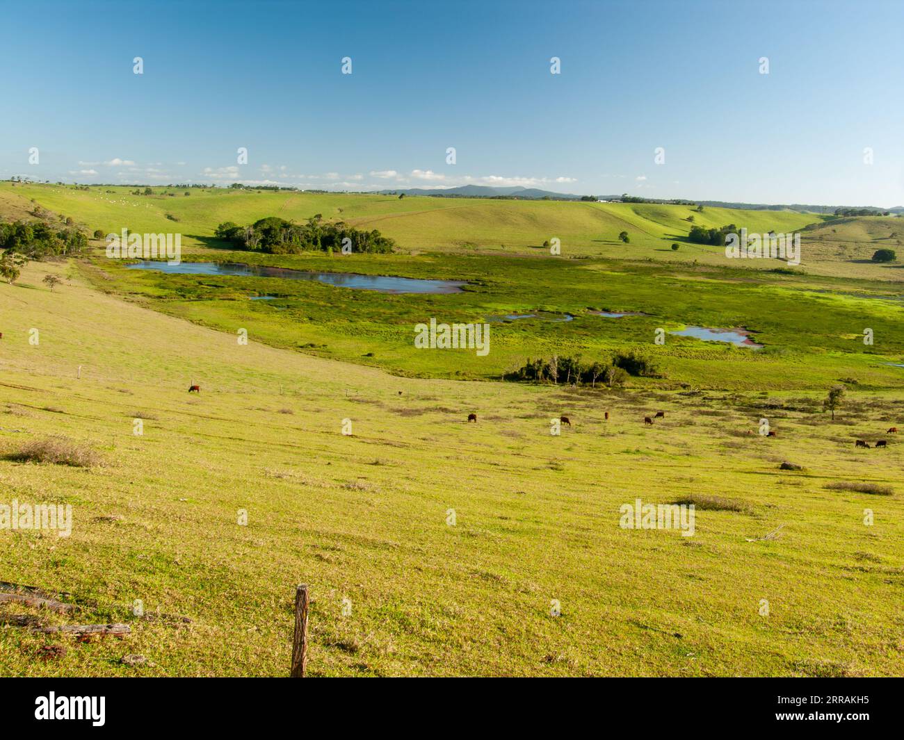 Bromfield Swamp, Shallow crater of extinct Volcano, Malanda, Australia