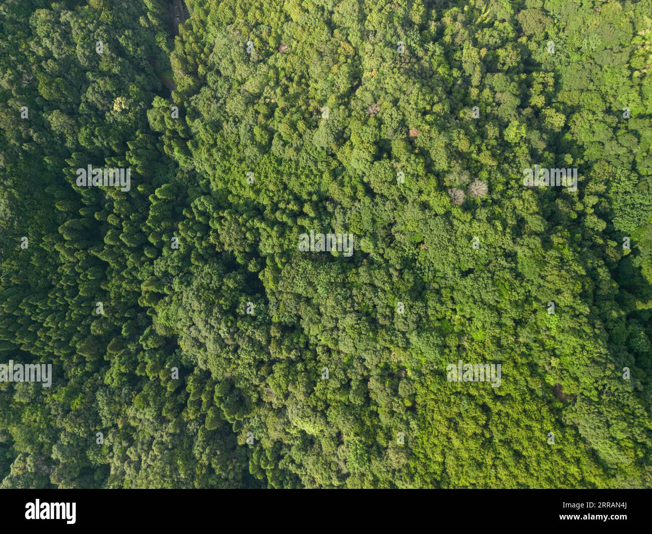 Abstract view of trees from above. Stock Photo