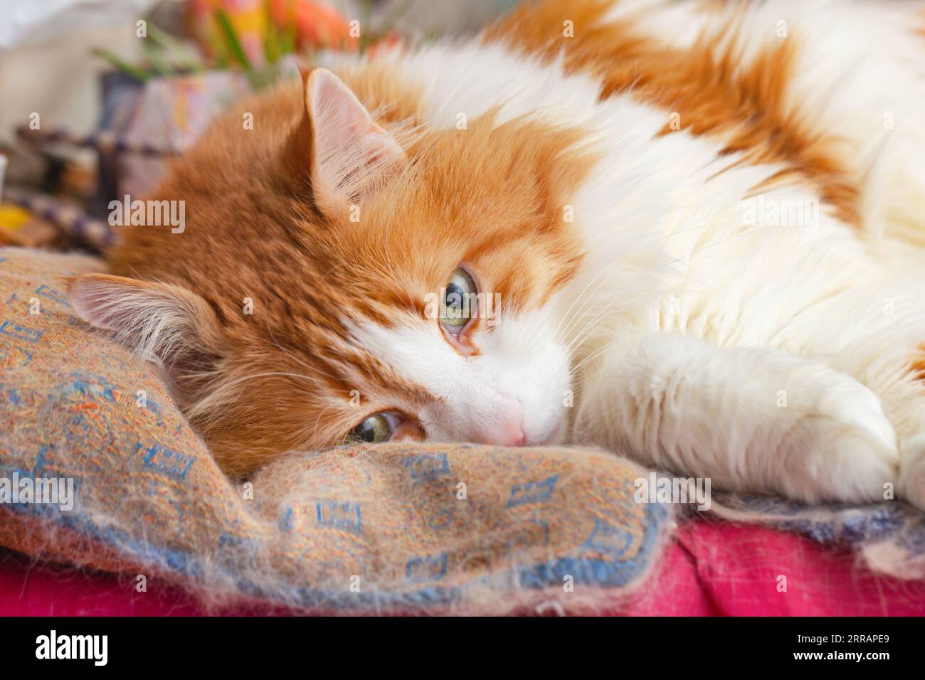 Beauty adult red-haired white cat sleeps on pillow in silence Stock Photo