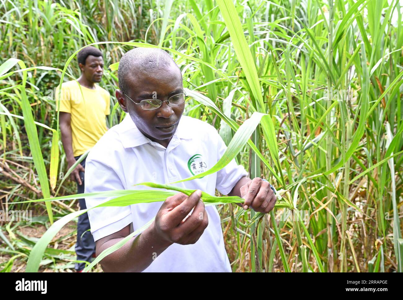 210812 -- FUZHOU, Aug. 12, 2021 -- A Nigerian student observes Juncao grass in Fuzhou, southeast China s Fujian Province, Aug. 12, 2021. China has shared the agricultural technology with over 100 countries. Its use can help increase local income through low-cost mushroom cultivation and contain desertification. Fujian Agriculture and Forestry University has trained many experts of Juncao technology for African countries since it established the National Engineering Research Center of Juncao.  CHINA-FUJIAN-FUZHOU-AFRICAN STUDENTS-JUNCAO CN LinxShanchuan PUBLICATIONxNOTxINxCHN Stock Photo