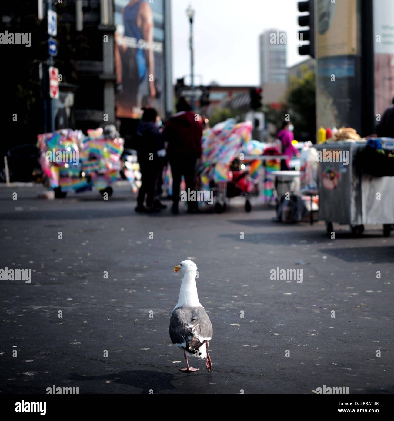 210816 -- SAN FRANCISCO, Aug. 16, 2021 -- A seagull wanders on a street in San Francisco, the United States, on Aug. 15, 2021. San Francisco Mayor London Breed announced last Thursday that the city will require businesses in certain high-contact indoor sectors to obtain proof of vaccination from their patrons and employees for them to go inside those facilities. The health order requirement for proof of full vaccination for patrons of indoor public settings, including bars, restaurants, clubs and gyms goes into effect on Aug. 20. To preserve jobs while giving time for compliance, the proof of Stock Photo