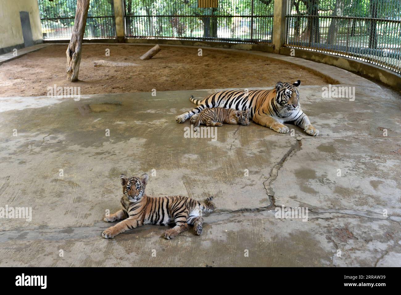 White tiger cubs welcomed at Buenos Aires Zoo, The Independent