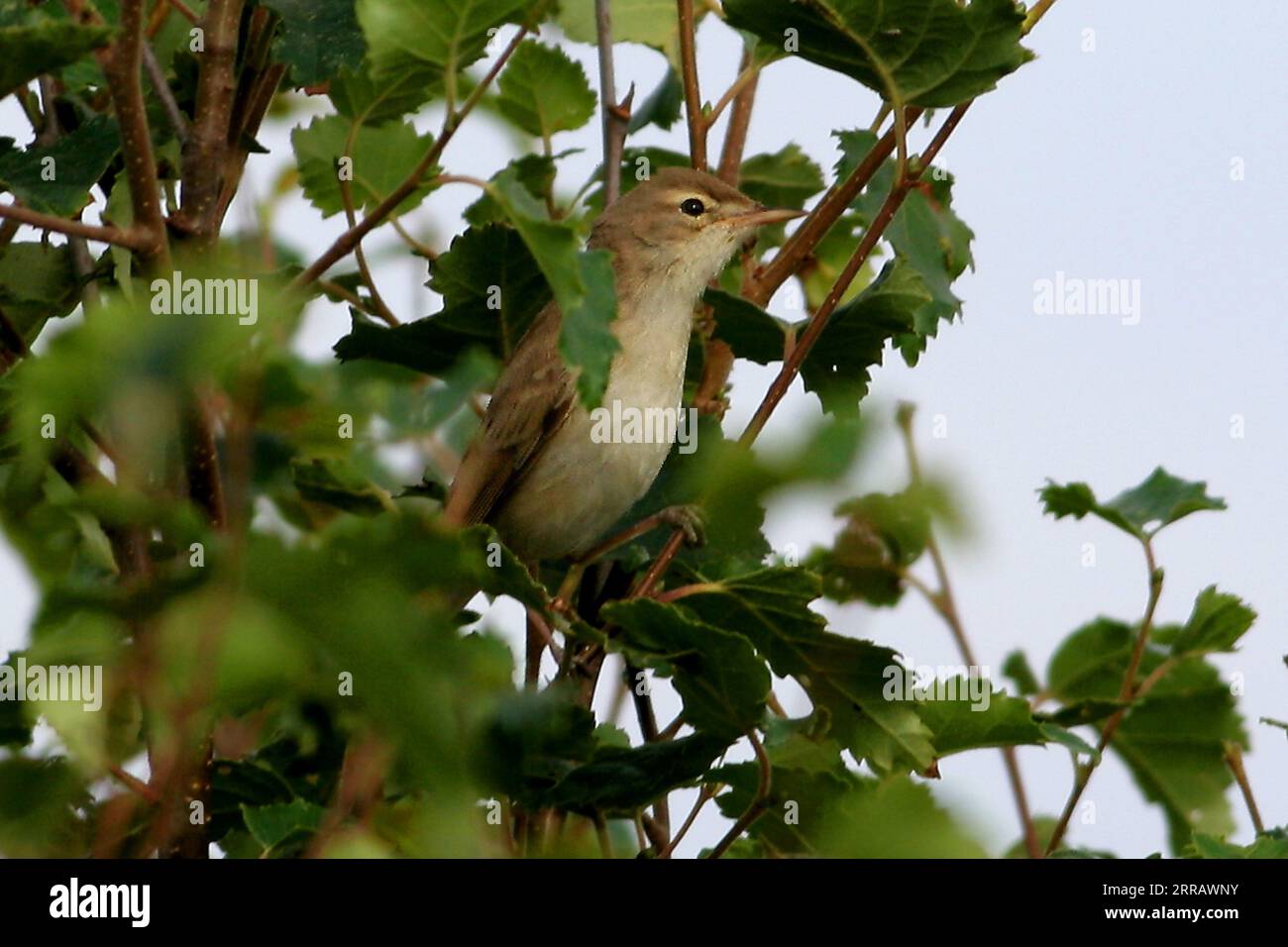 Booted Warbler (Iduna caligata) perched on top of a small  tree  Winterton, Norfolk, UK.           September Stock Photo
