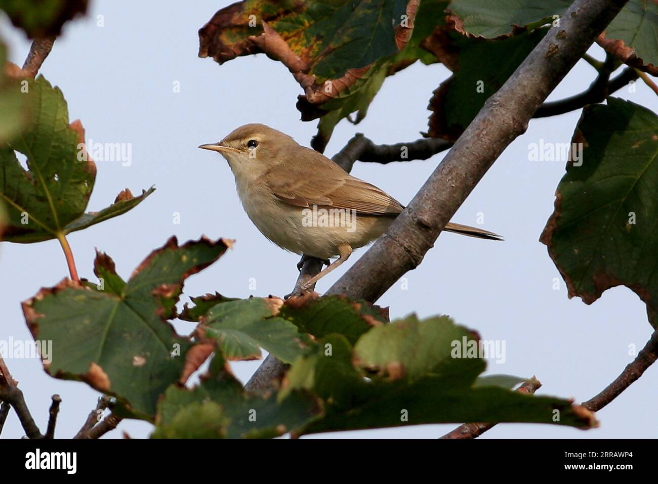 Booted Warbler (Iduna caligata) perched on top of a small Sycamore tree  Winterton, Norfolk, UK.           September Stock Photo